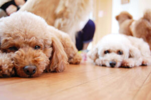 愛犬のしつけに悩む飼い主さんに朗報です。新しいタイプのしつけ用おやつ「わんかーむ」が登場し、それは単なるおやつ以上の価値を持っています。ここでは、「わんかーむ」の特長や、どのようにしてわんちゃんのしつけとストレスケアに役立つのかを詳しく解説します。さらに、購入期間中の無料相談サービスについてもご紹介します。